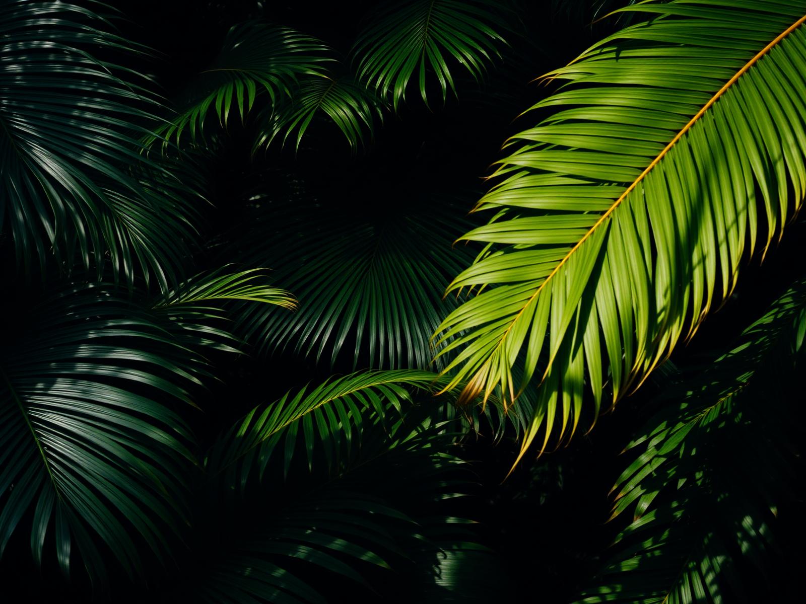 Tropical palm leaves backdrop